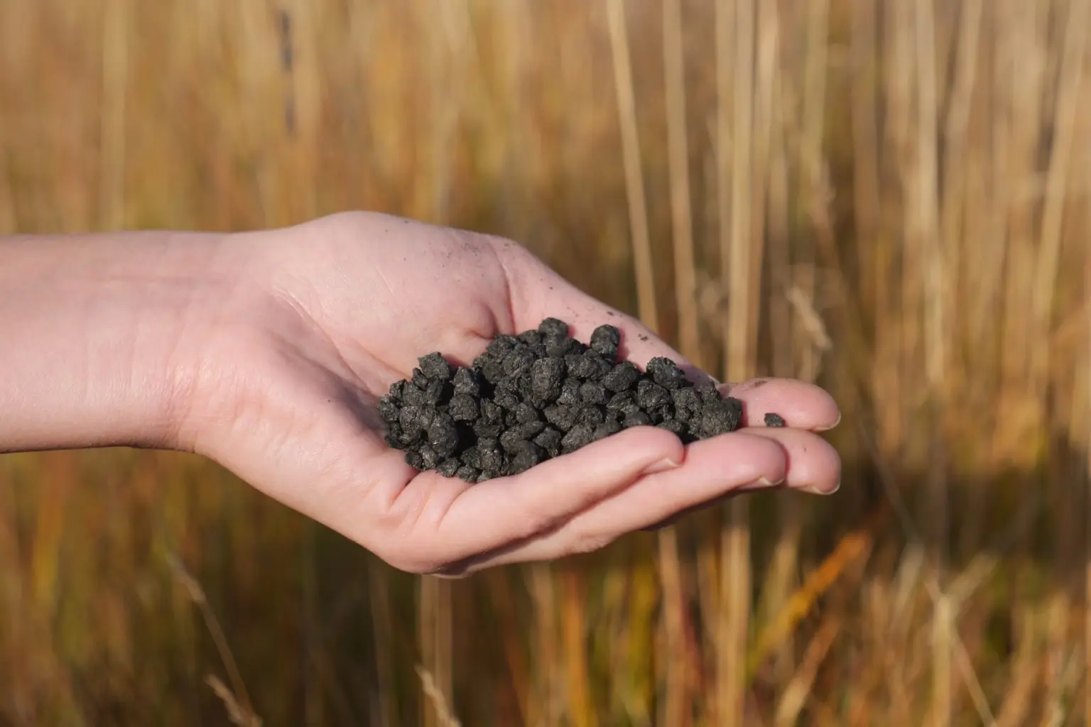 A handful of biochar showing the structure of the material
