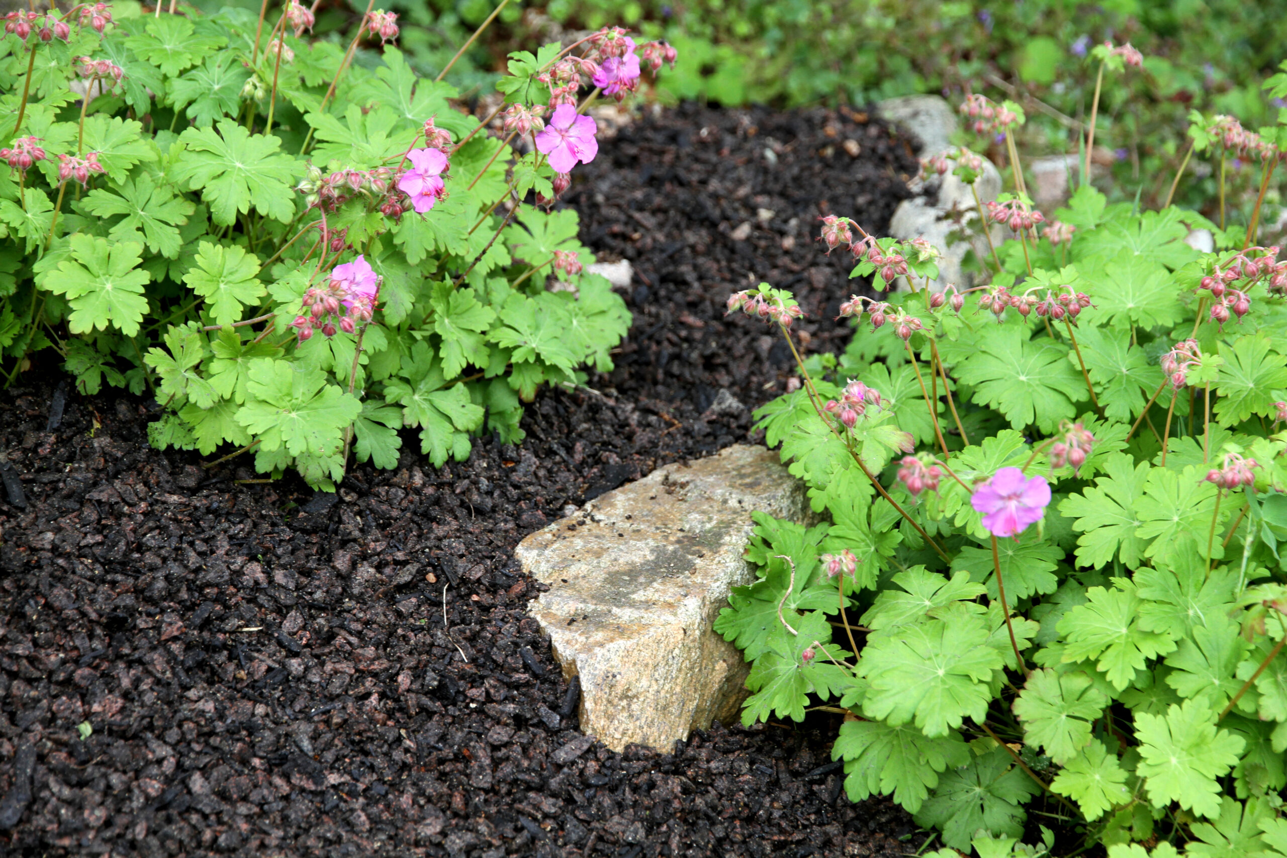 Blommande växter i en grön plantering med biokol, från The Carbon Labs
